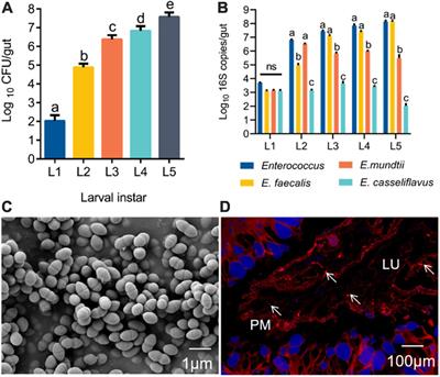 Features and Colonization Strategies of Enterococcus faecalis in the Gut of Bombyx mori